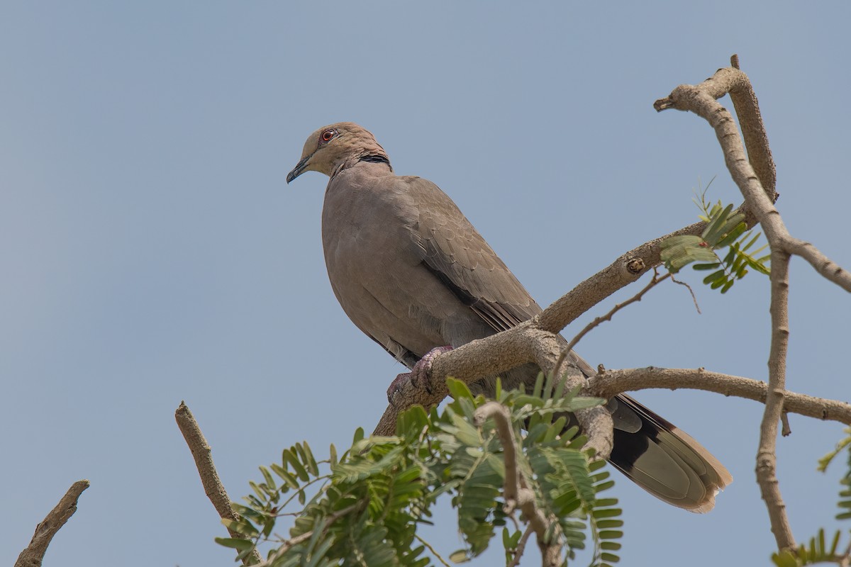 Red-eyed Dove - Giuseppe Citino