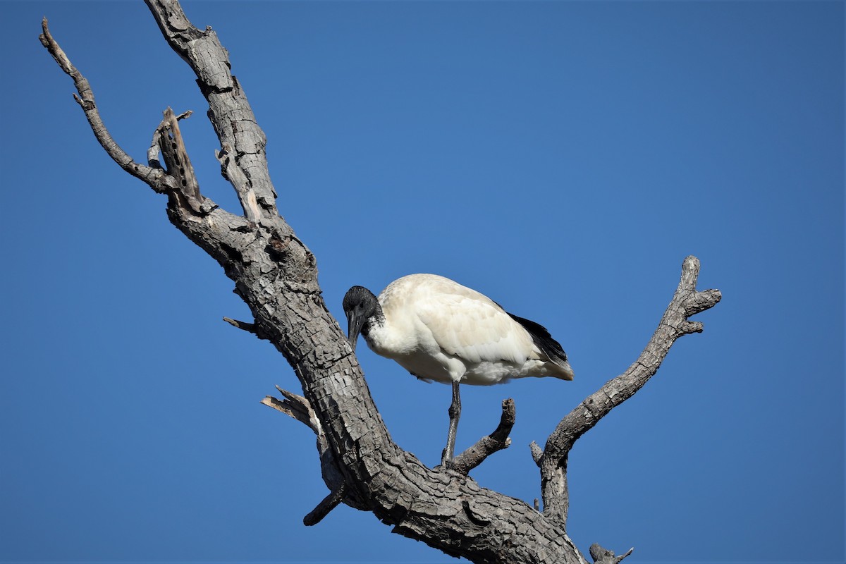 ibis australský - ML503613431