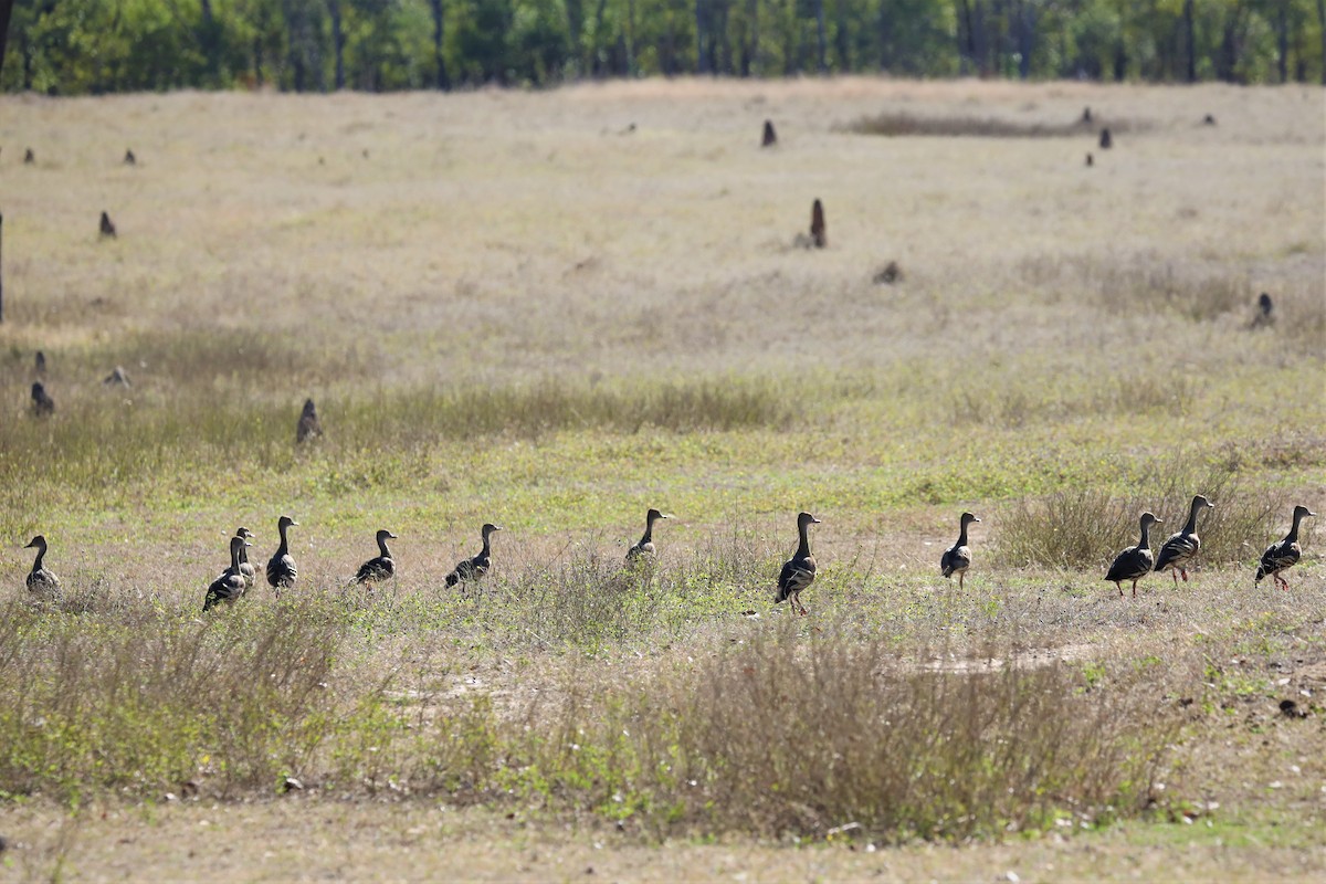 Plumed Whistling-Duck - Steven Edwards