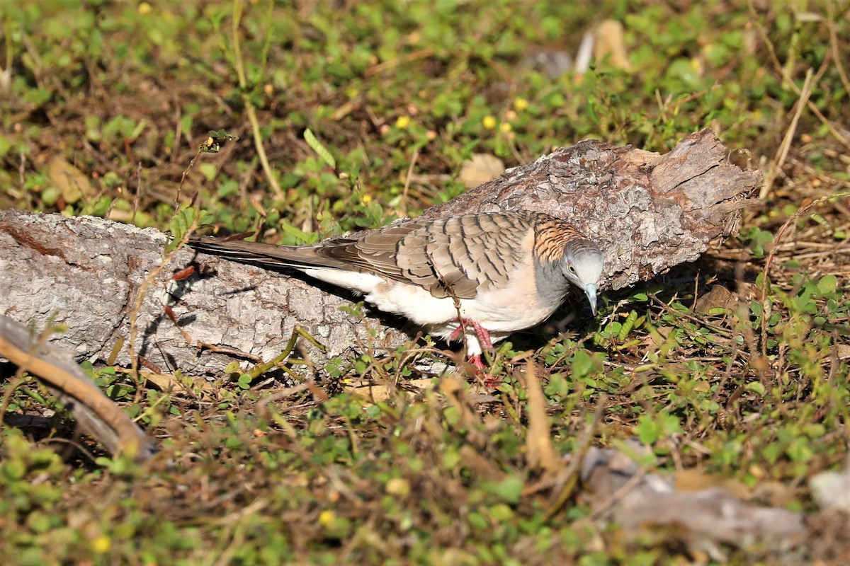 Bar-shouldered Dove - ML503614181