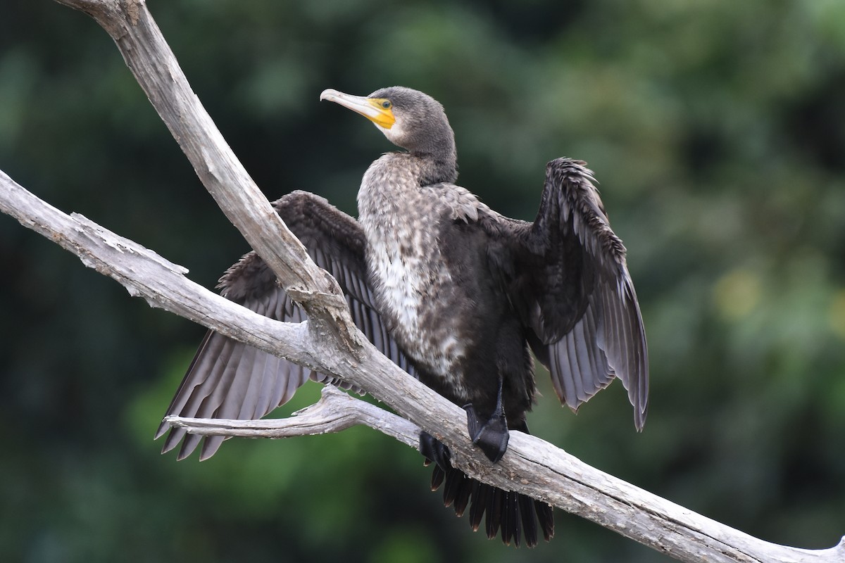 Great Cormorant - kunitarou miyagi