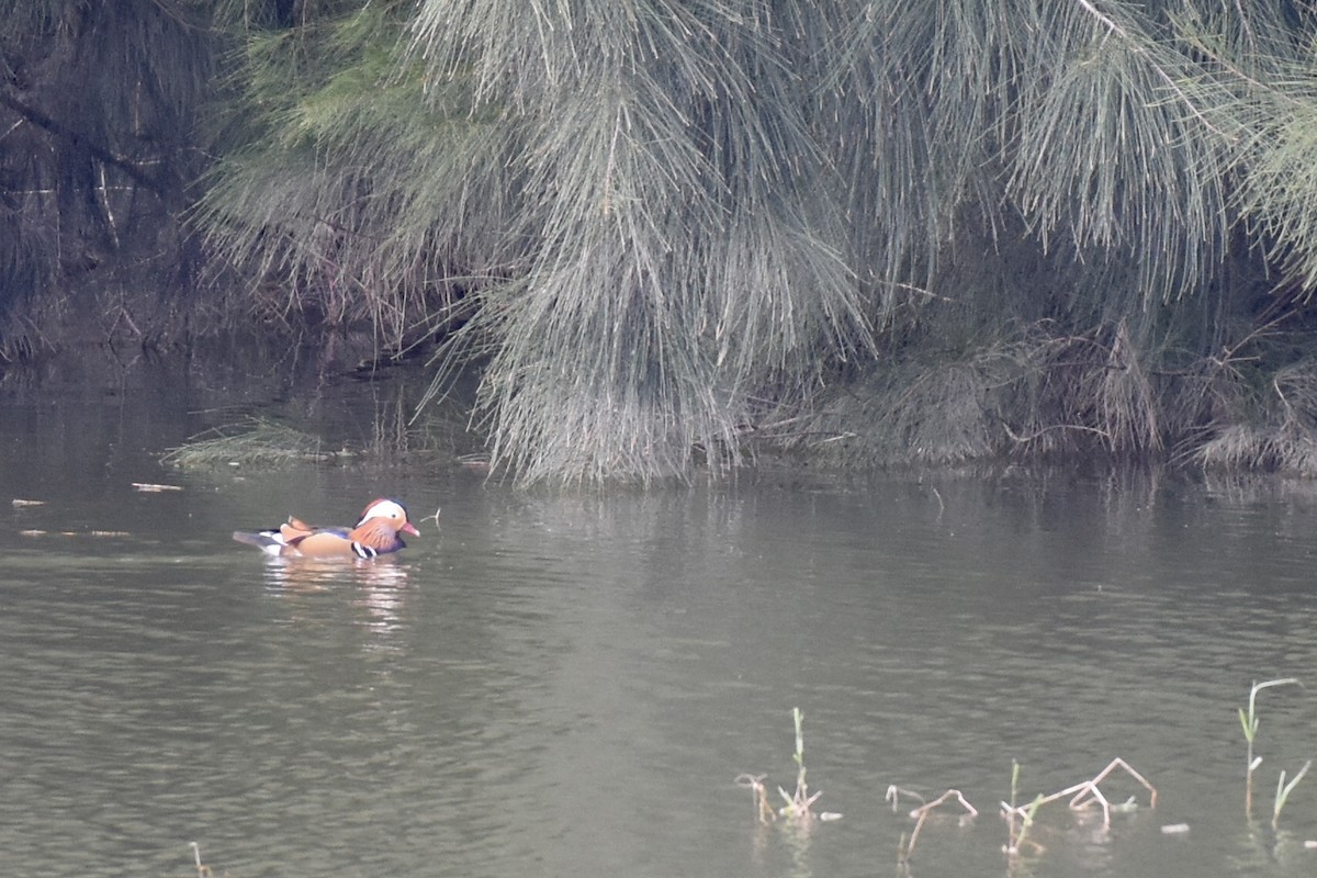 Mandarin Duck - kunitarou miyagi