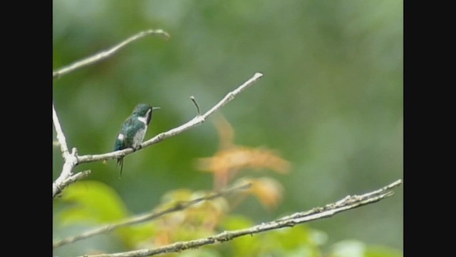 esmeraldaskolibri - ML503616891