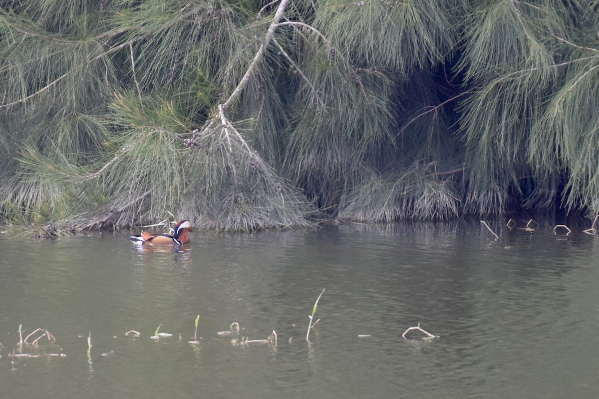 Mandarin Duck - kunitarou miyagi