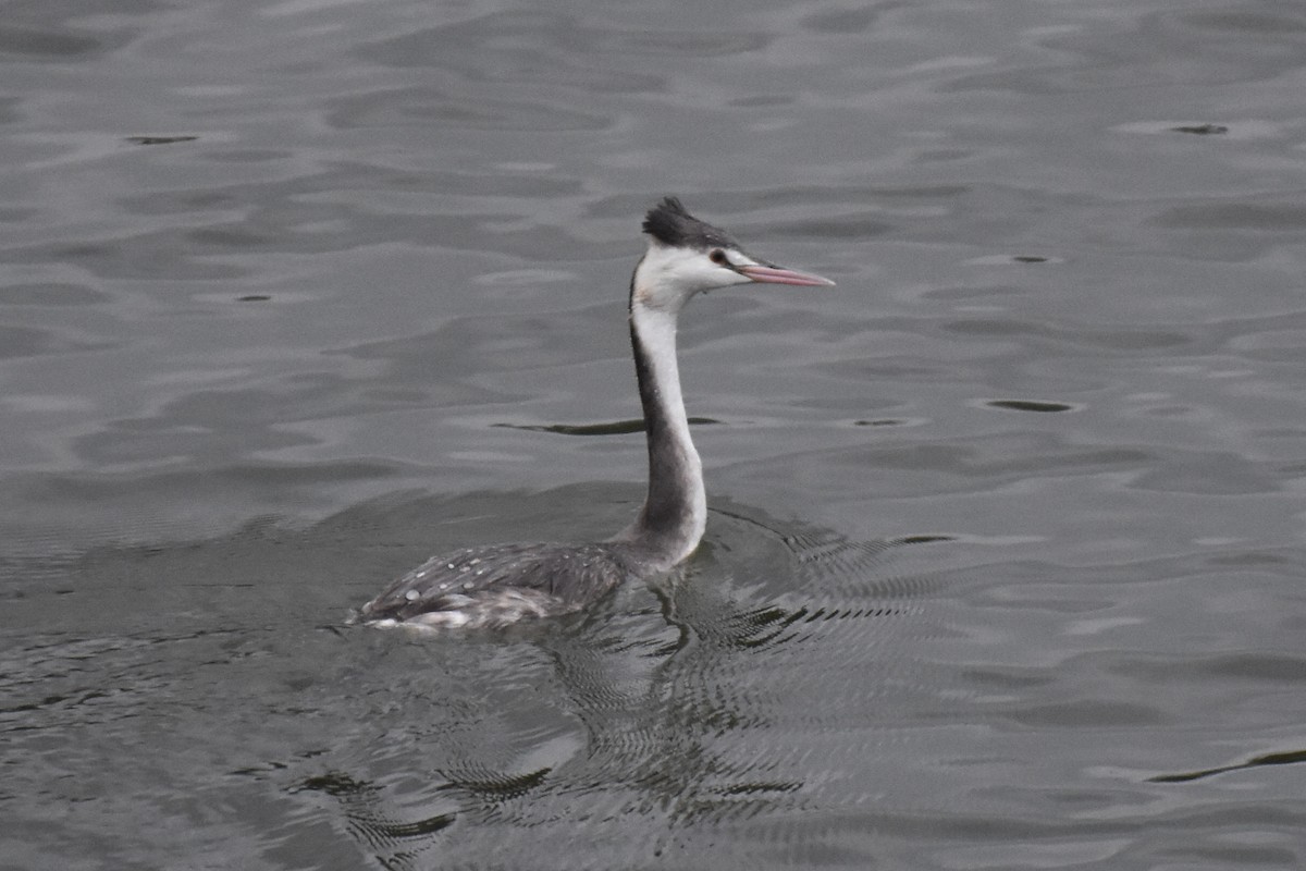 Great Crested Grebe - kunitarou miyagi