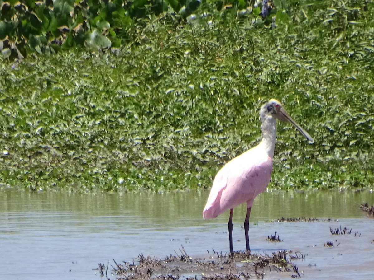 Roseate Spoonbill - Mirian Del Río