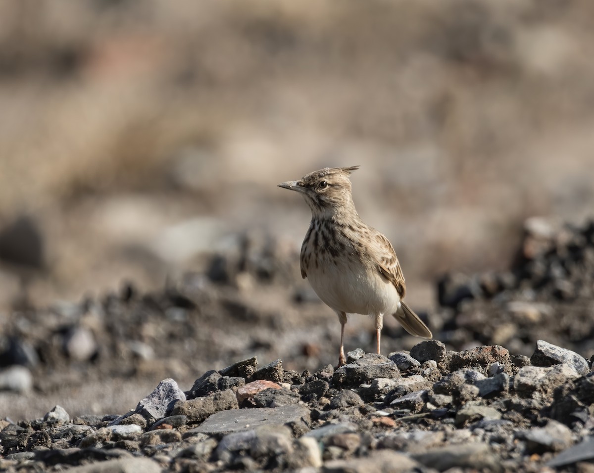 Crested Lark - Cinclus cinclus