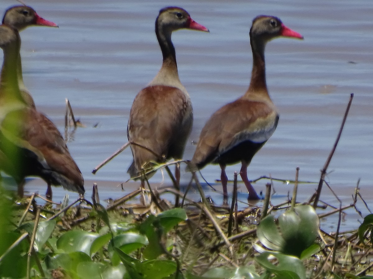 Black-bellied Whistling-Duck - ML503618851