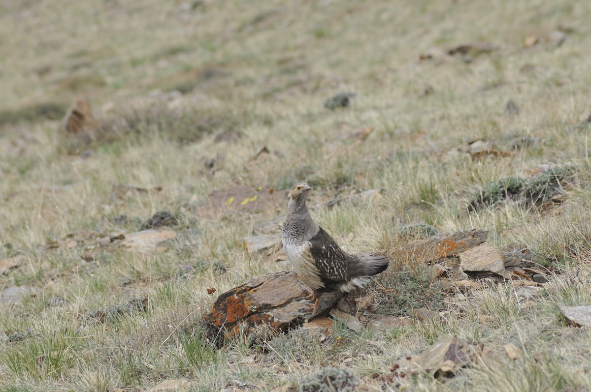 Perdigallo Altaico - ML503619801