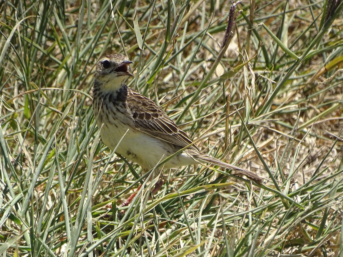 Yellowish Pipit - ML503620041