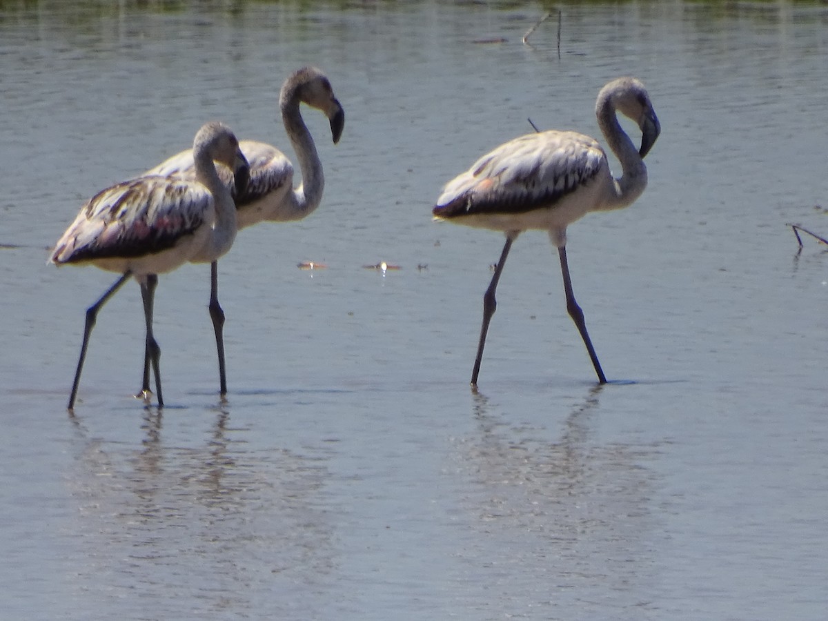 Şili Flamingosu - ML503620141