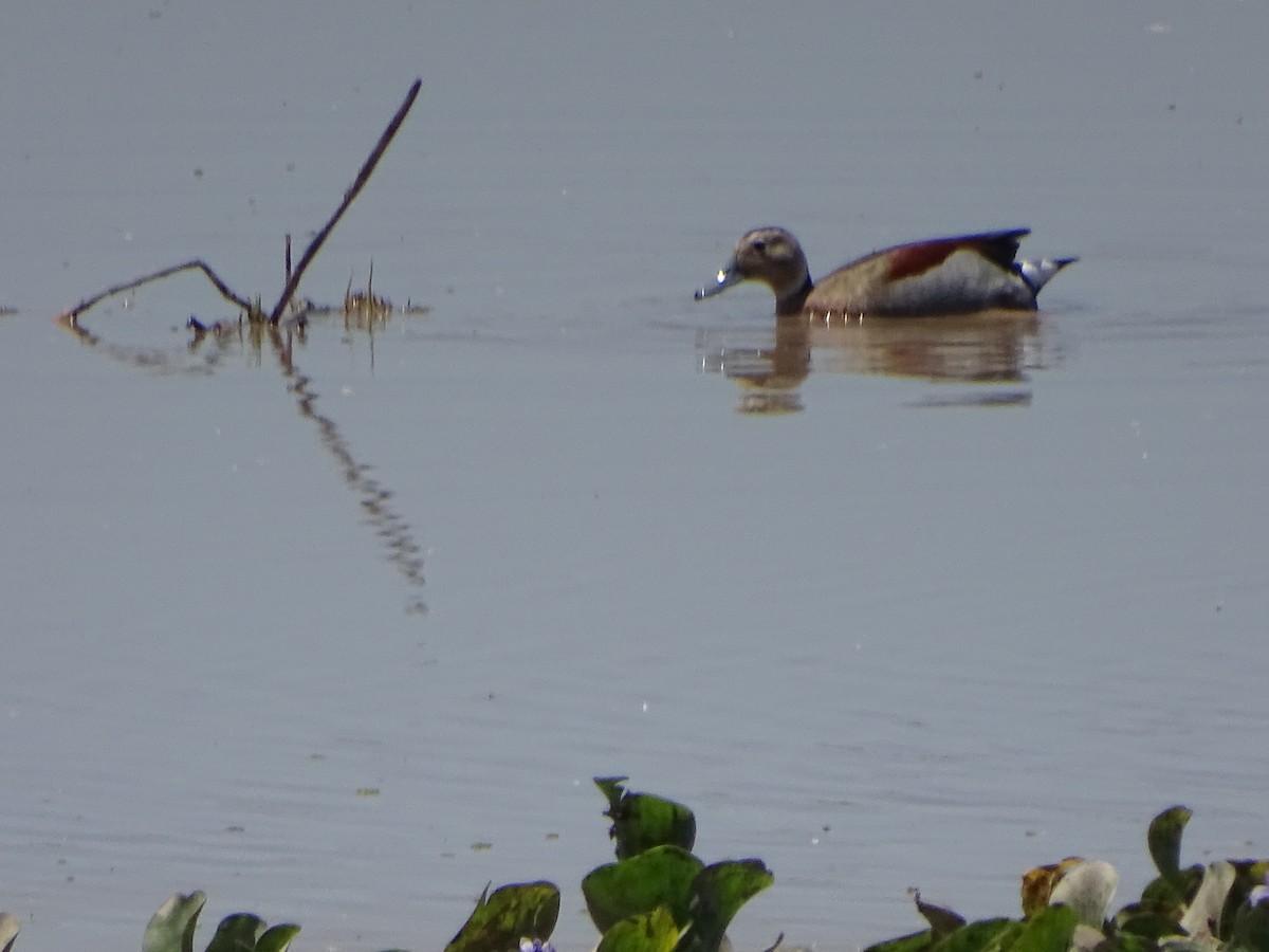 Ringed Teal - ML503620291