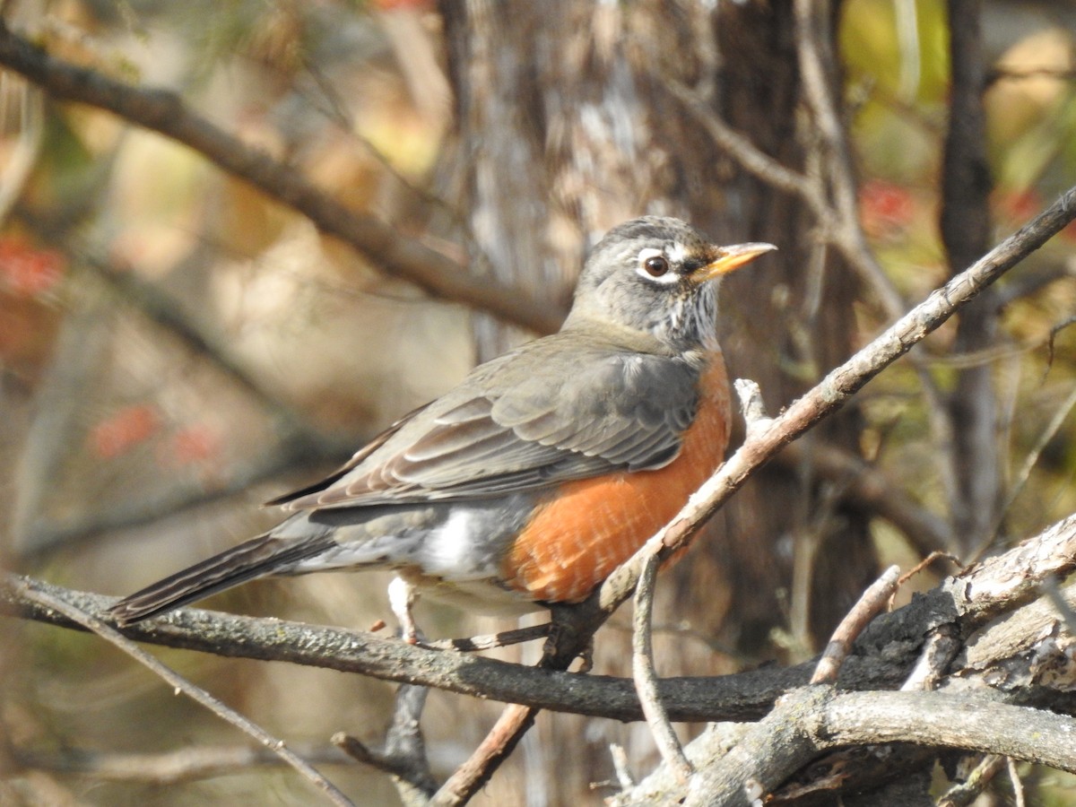 American Robin - ML503620341