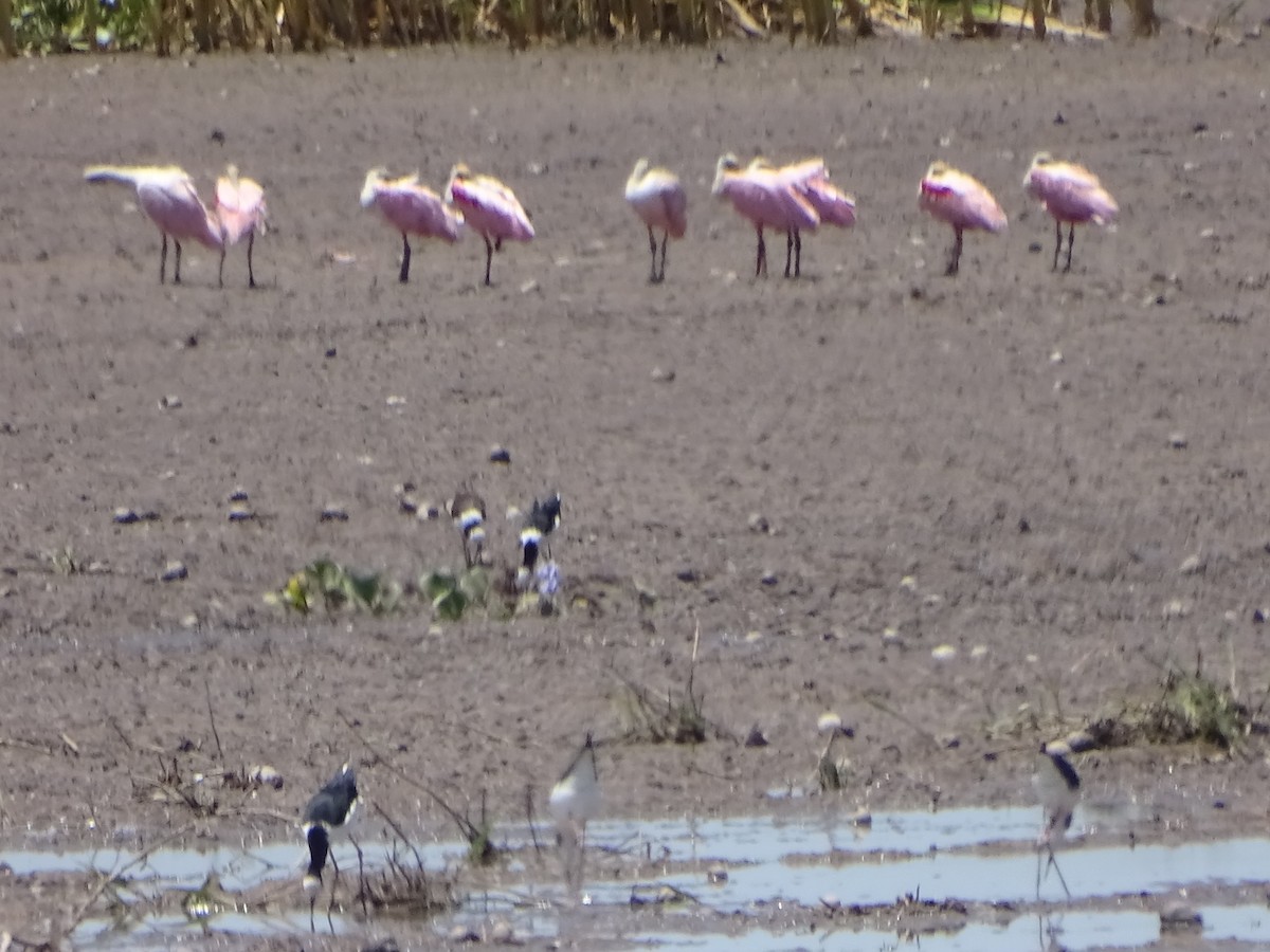 Roseate Spoonbill - Mirian Del Río