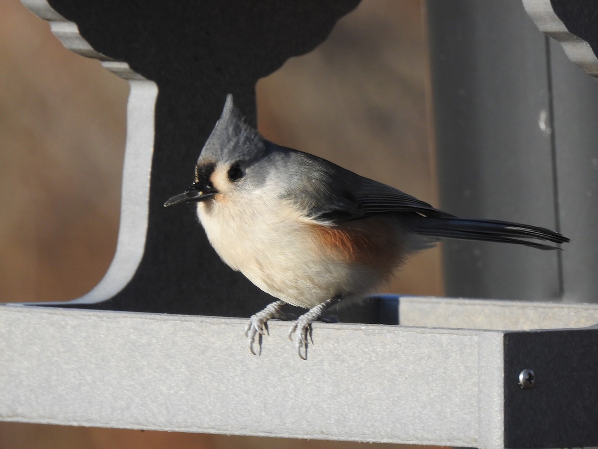 Tufted Titmouse - Clayton Will