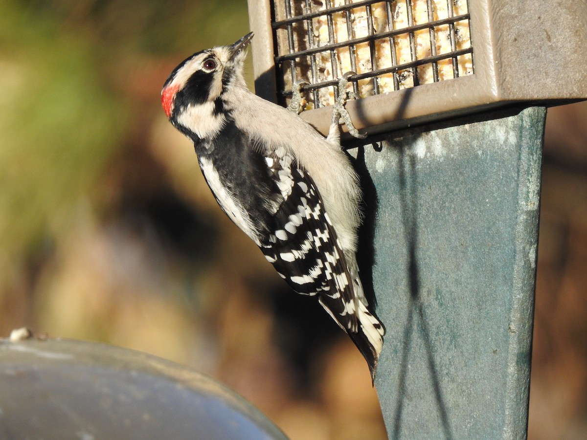 Downy Woodpecker - ML503621151