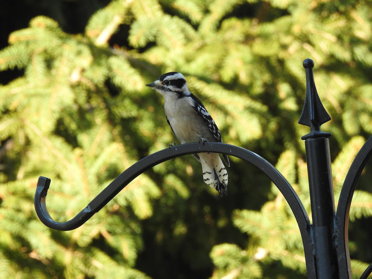 Downy Woodpecker - ML503621231