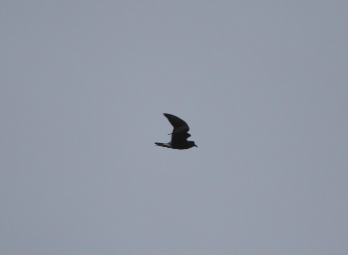 Leach's Storm-Petrel - Vernon Buckle