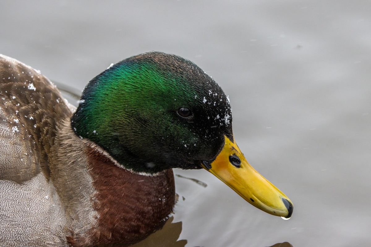 Mallard - Kalpesh Krishna