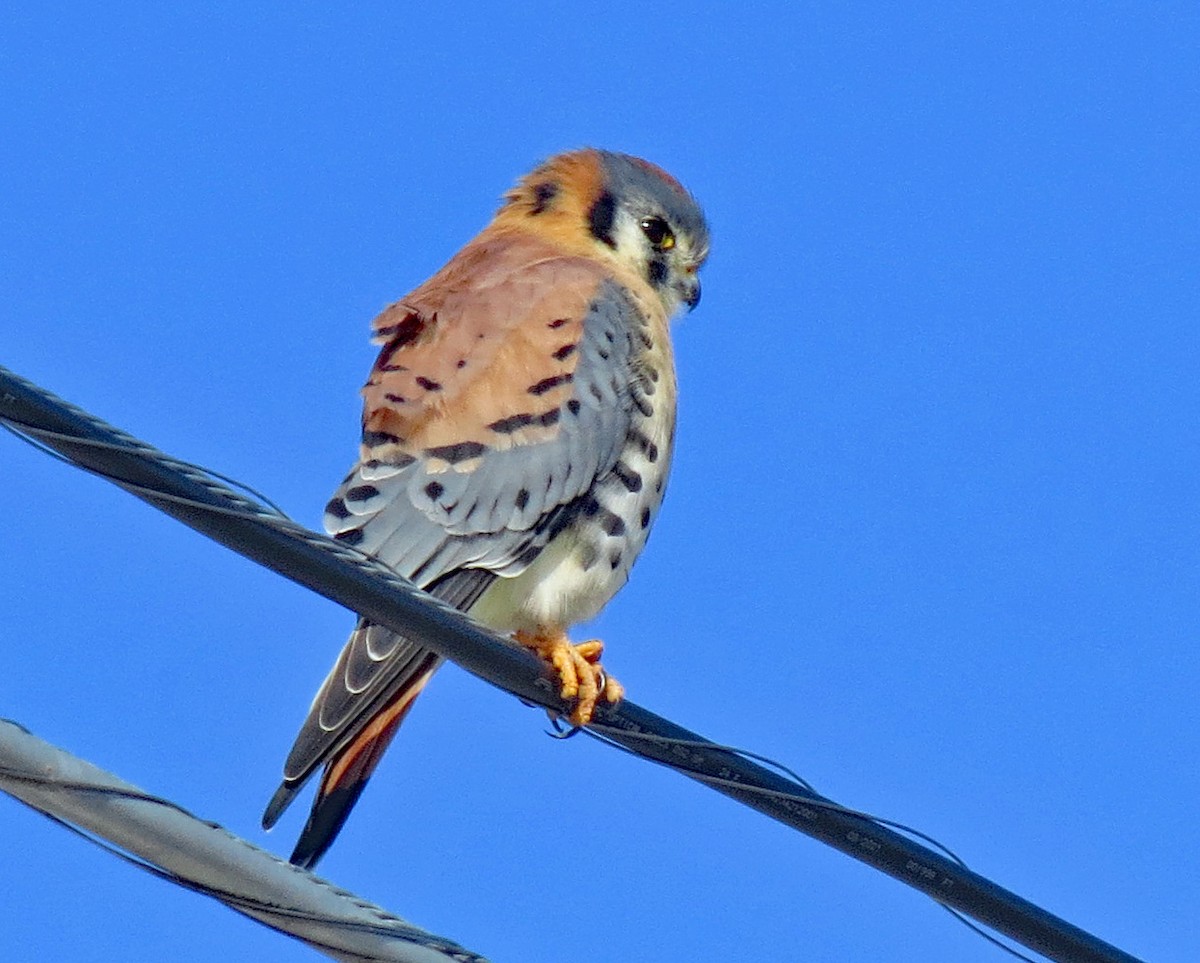 American Kestrel - ML503624001