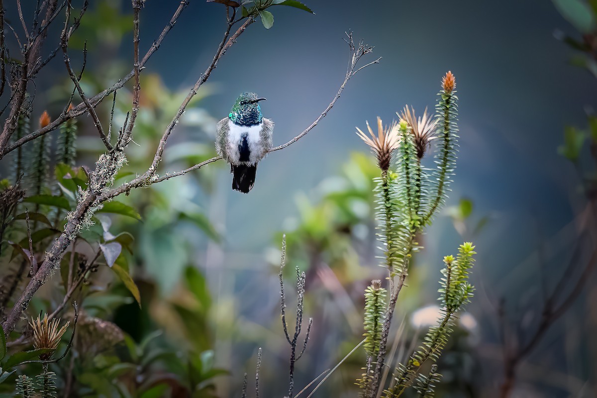 Colibrí de Cabeza Verde - ML503626341