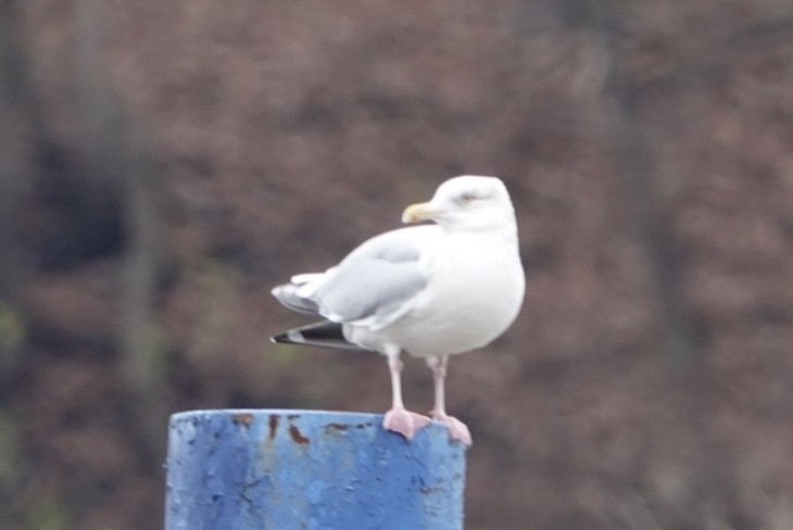 Herring Gull - Adrian Fenton