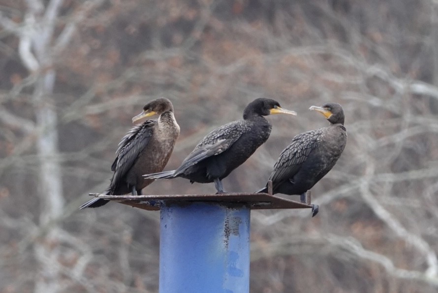 Double-crested Cormorant - ML503626521