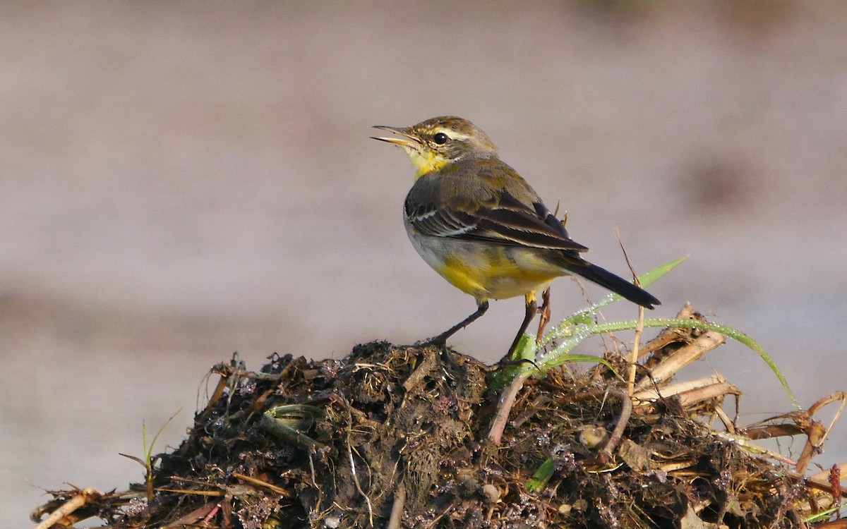 Eastern Yellow Wagtail - ML503627071