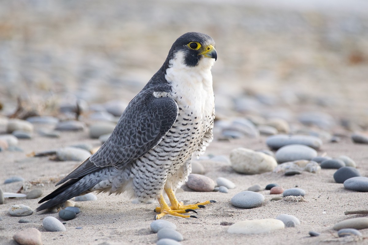 Peregrine Falcon - ML503628671