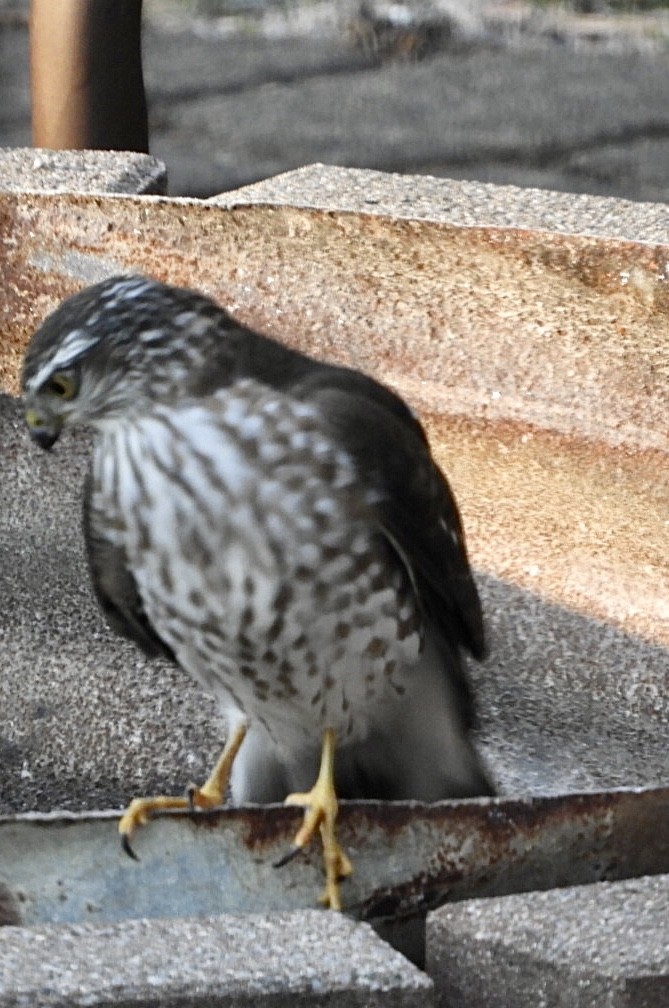 Sharp-shinned Hawk - ML503629571