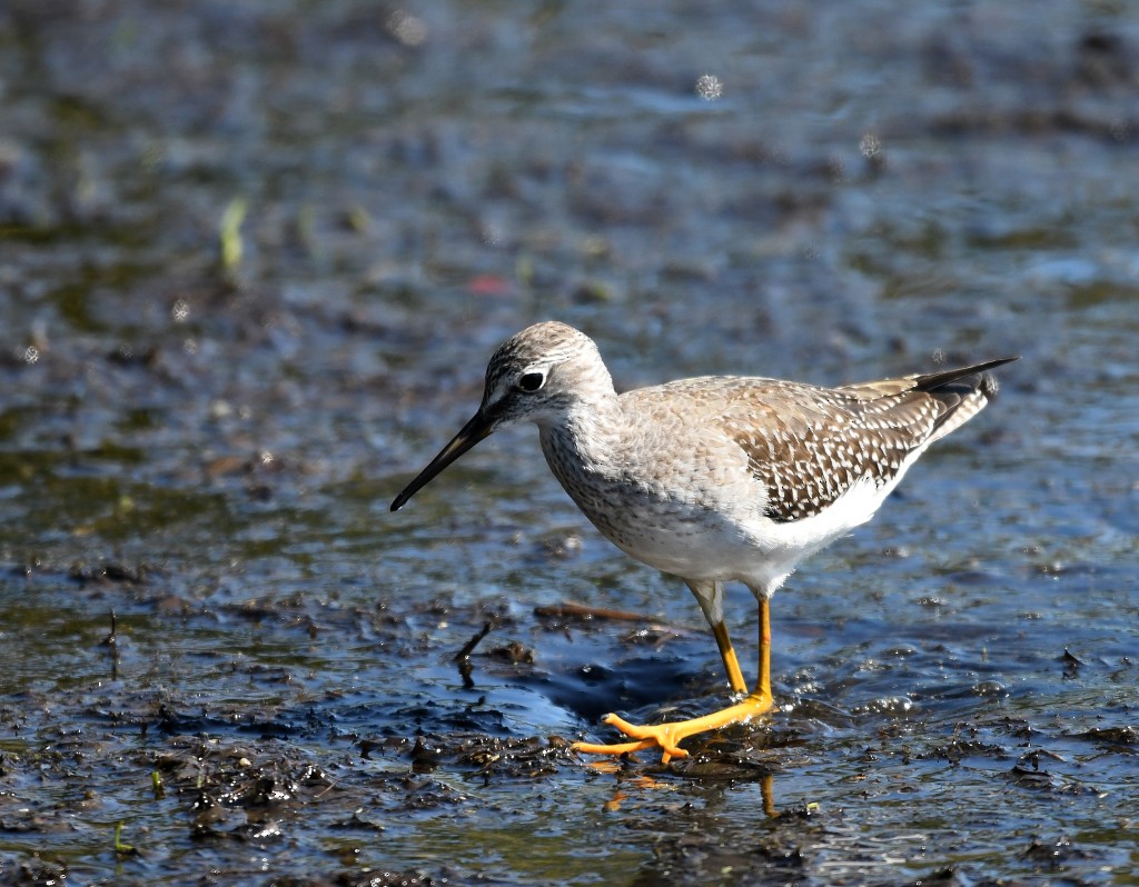 Lesser Yellowlegs - ML503630271