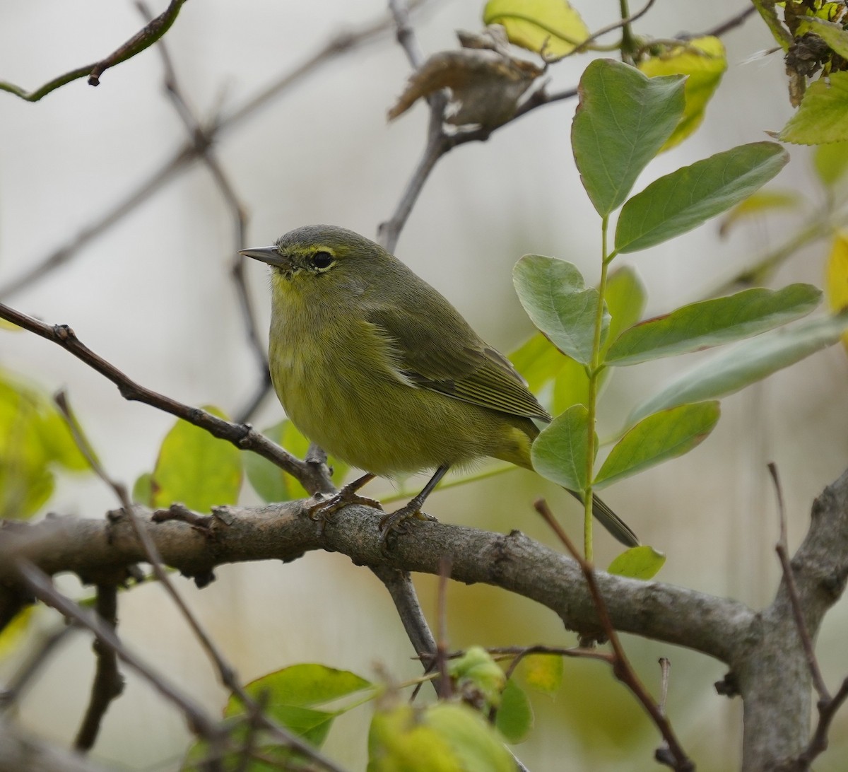 Orange-crowned Warbler - ML503630371