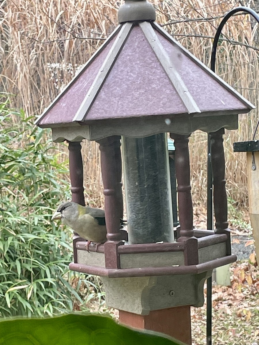 Evening Grosbeak - ML503631351