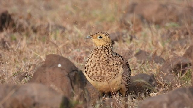 Chestnut-bellied Sandgrouse - ML503631561