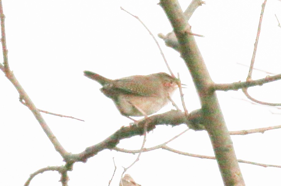 House Wren - David Carr