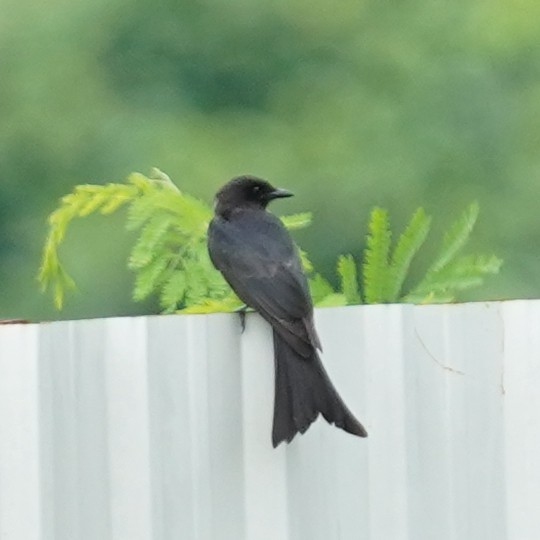 Black Drongo - ML503631651