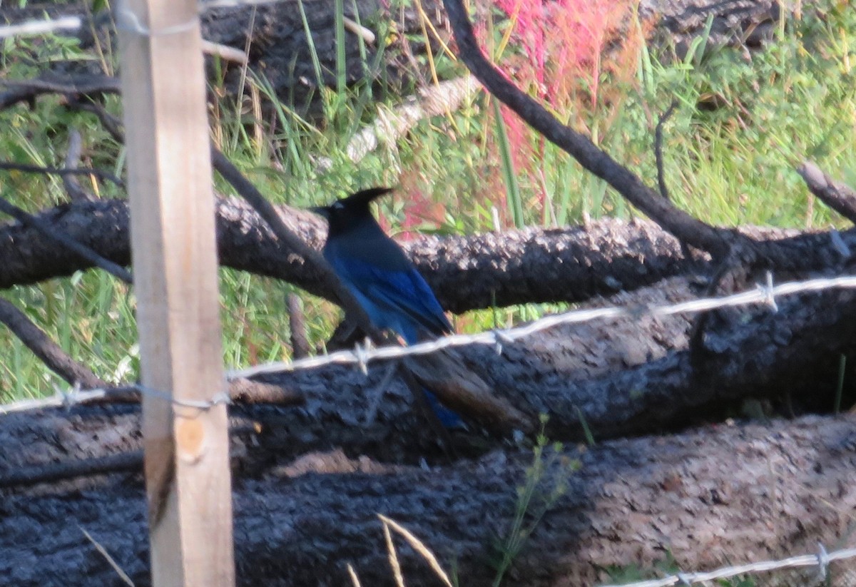 Steller's Jay - ML503631731