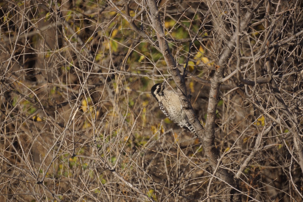 Ladder-backed Woodpecker - Bryan White