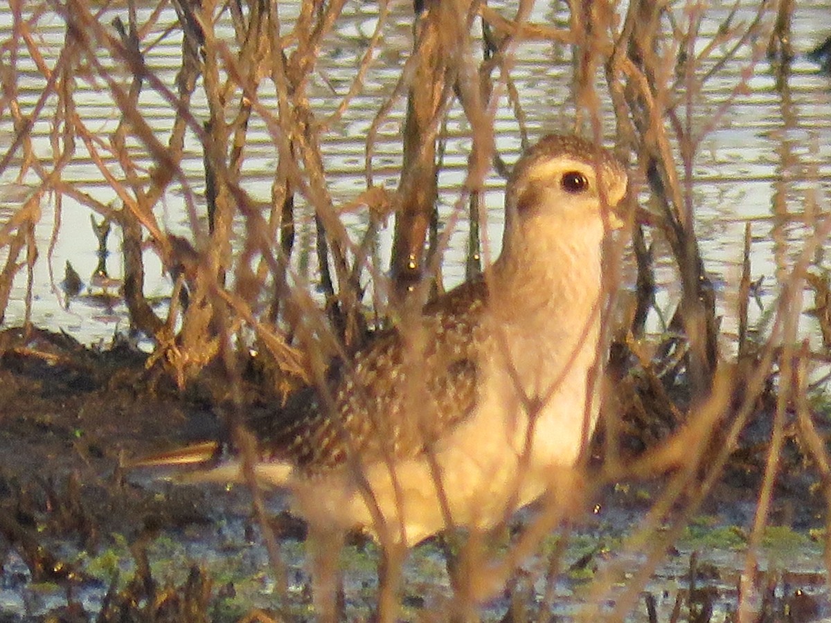 American Golden-Plover - ML503635151