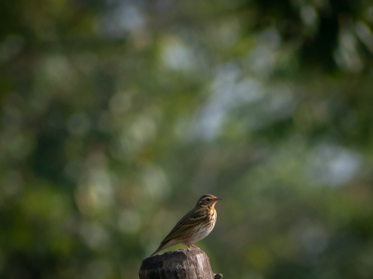 Pipit à dos olive - ML503635801