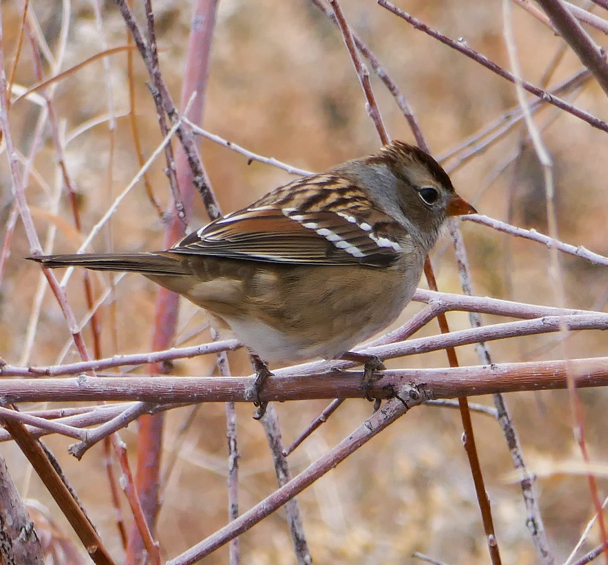 White-crowned Sparrow - ML503635831