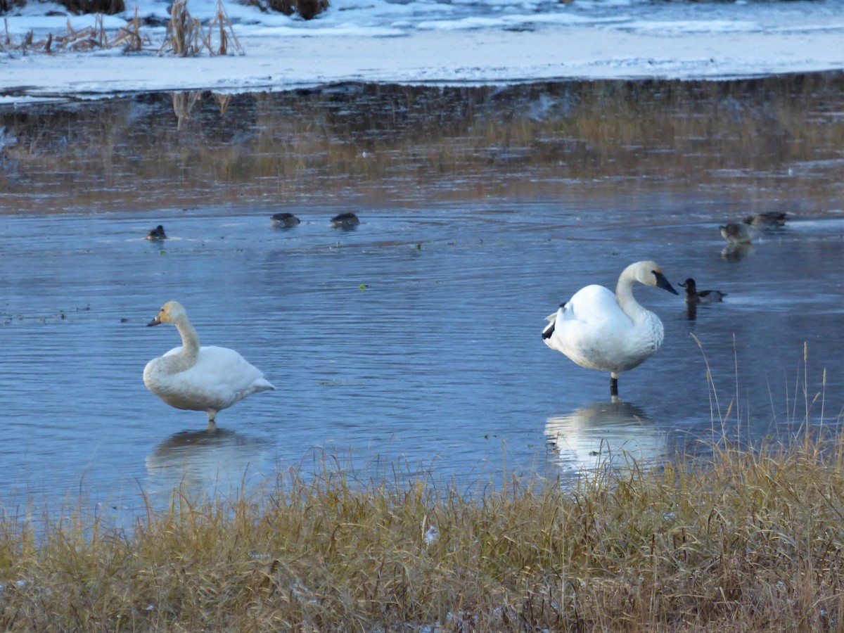 Trumpeter Swan - ML503635871