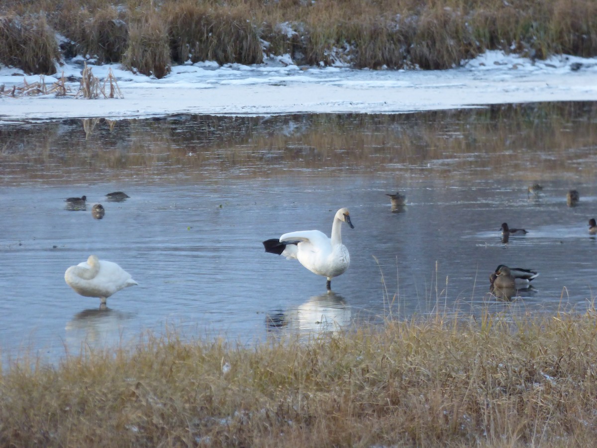 Trumpeter Swan - ML503635881