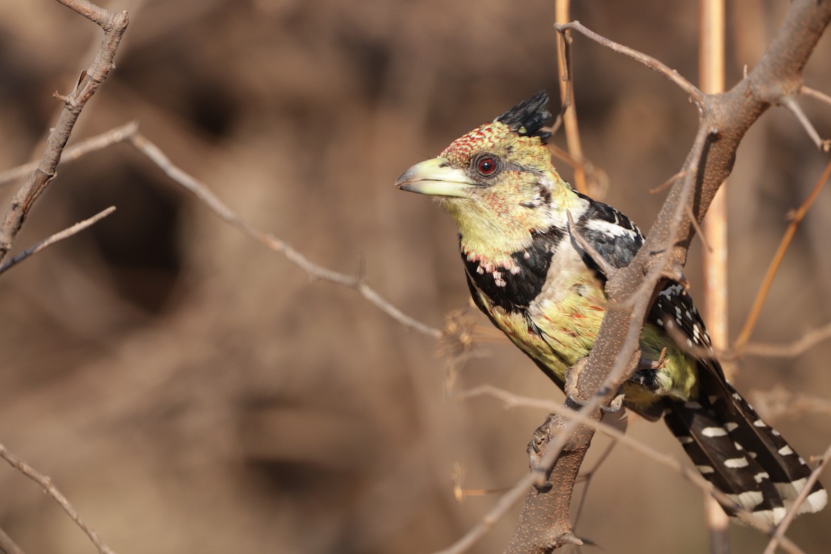 Haubenbartvogel - ML503636341