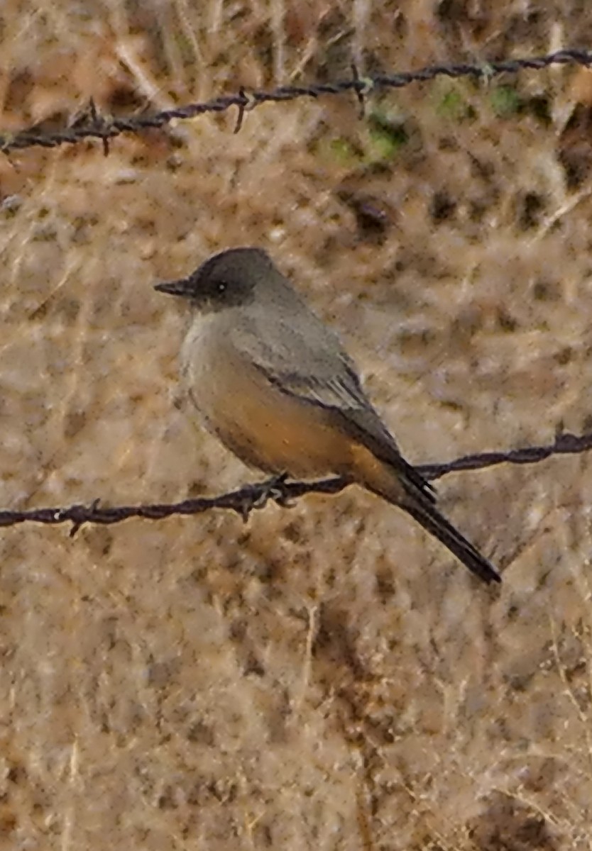 Say's Phoebe - ML503636401