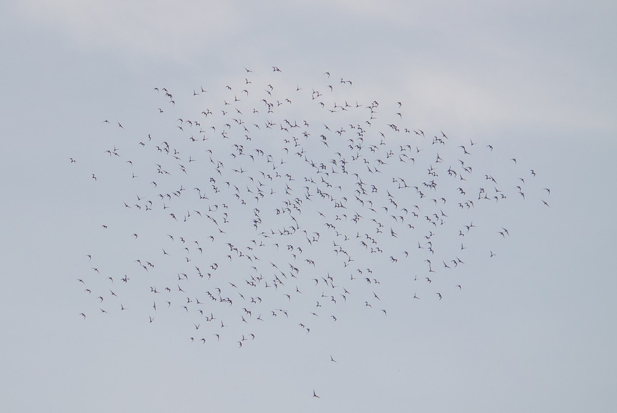 Small Pratincole - ML503636431