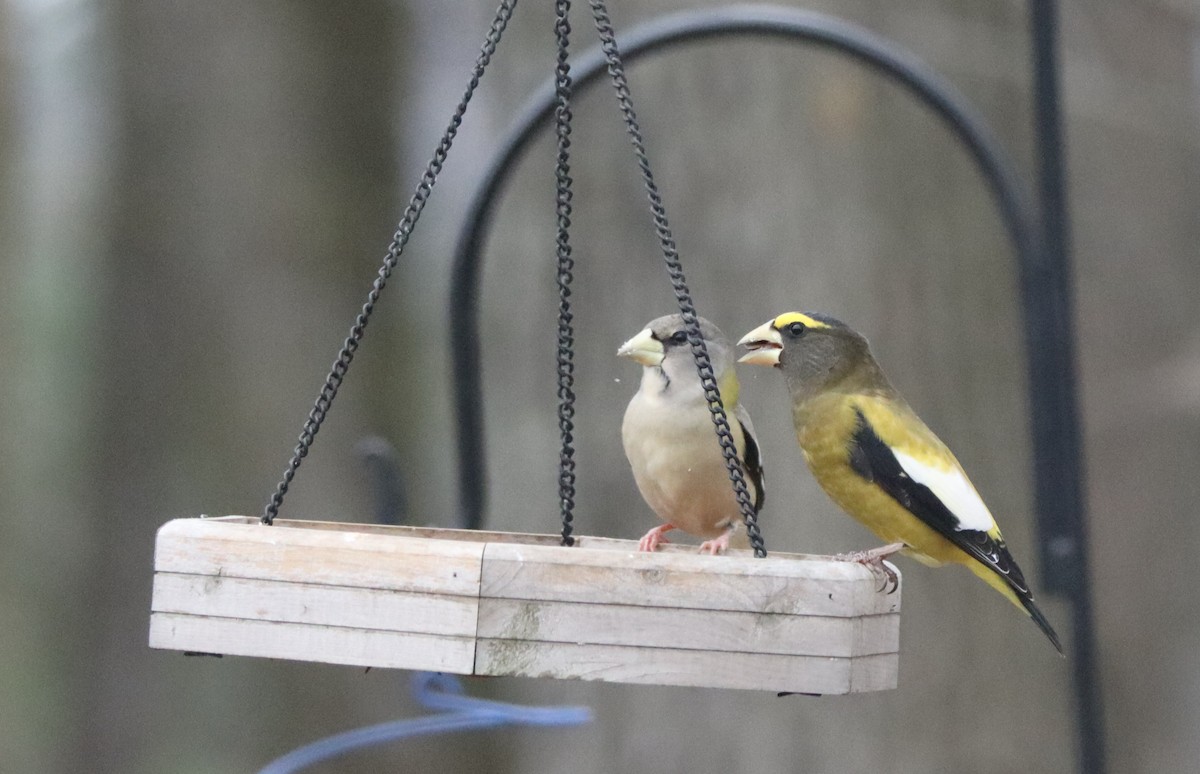 Evening Grosbeak - ML503637591