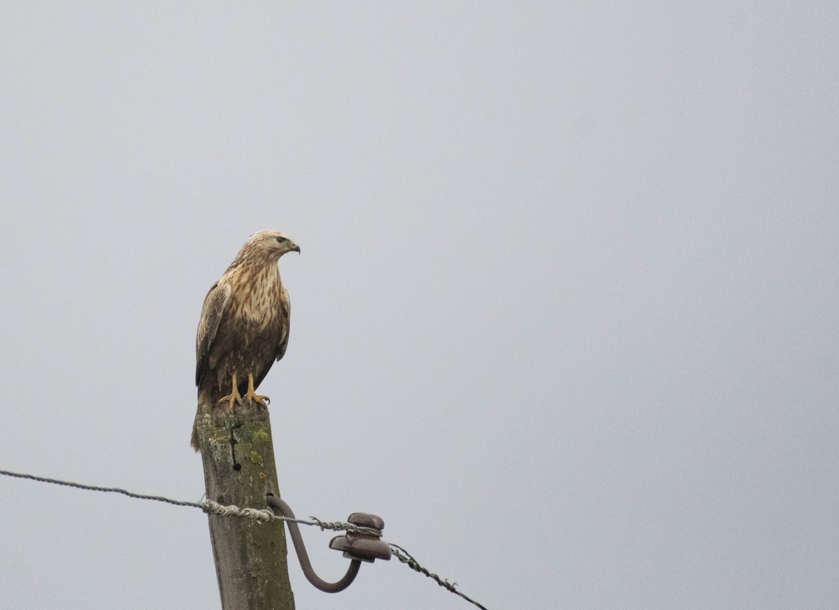 Long-legged Buzzard - ML503637861