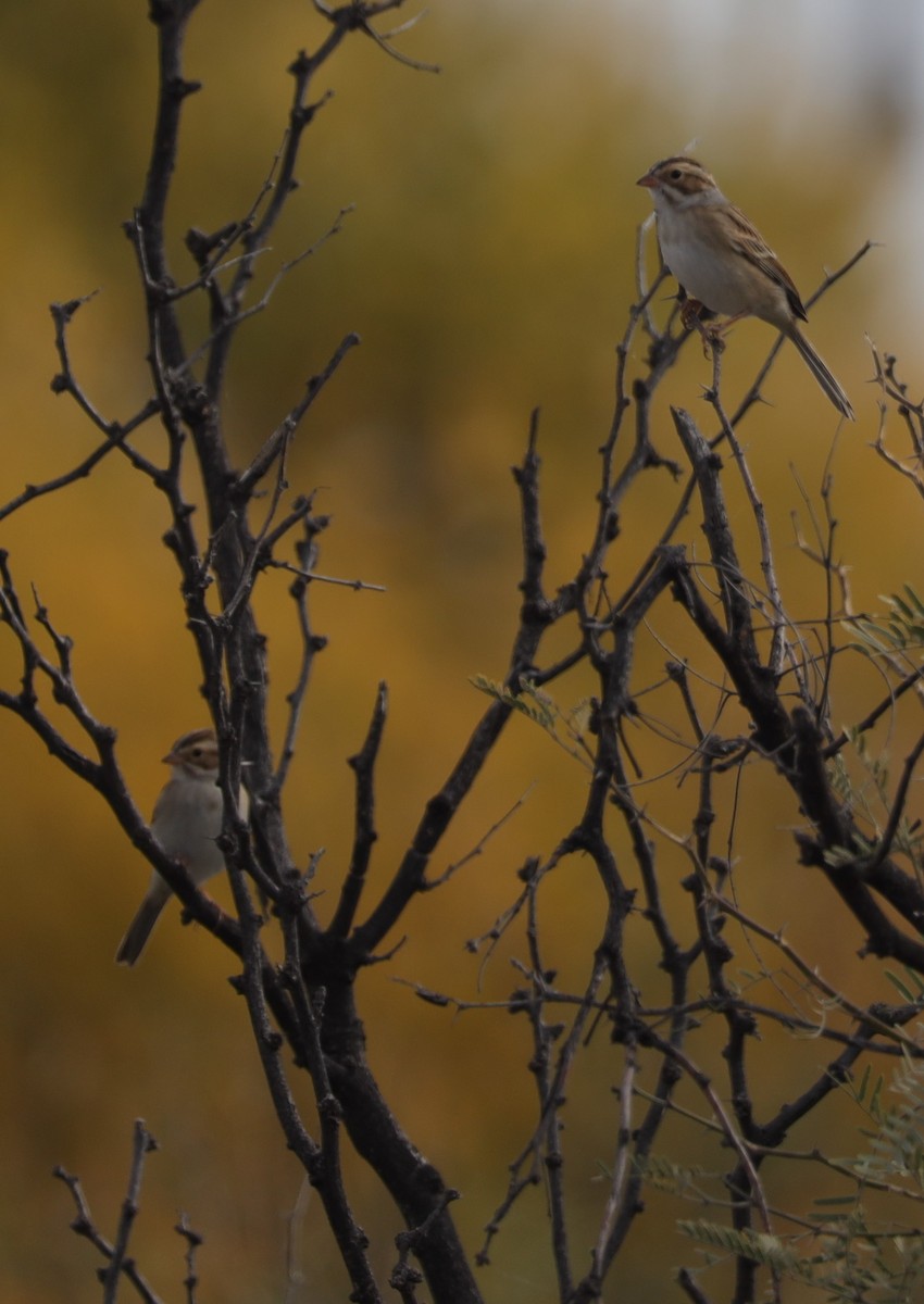 Clay-colored Sparrow - ML503638281