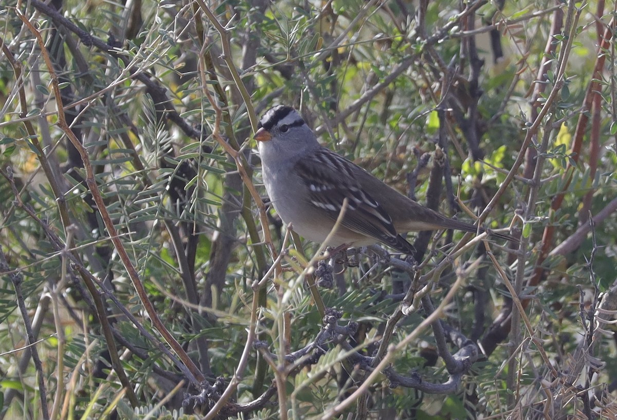 White-crowned Sparrow (Gambel's) - ML503638361